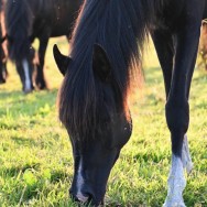 Farewell Bacaar Estopa SLM