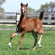 Belladonna Estopa SLM