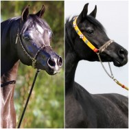 Breeding Announcement